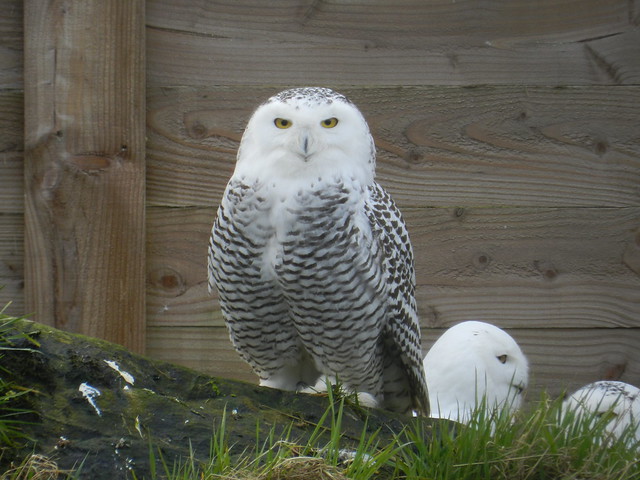 Snowy Owls, Highland Wildlife Park, Kincraig, Kingussie, March 2014