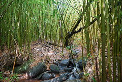 2012-02-10 02-19 Maui, Hawaii 100 Road to Hana, Waikamoi Nature Trail