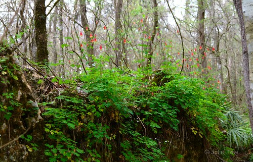 statepark plants spring florida limestone fl endangered caverns karst marianna floridacaverns