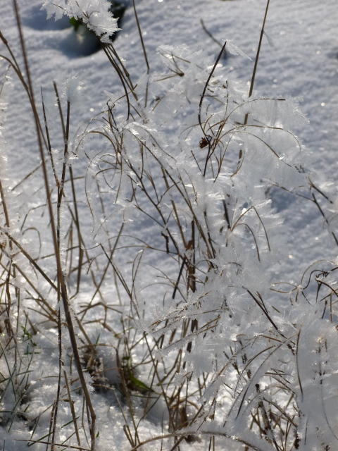 Strange ice crystals on grass 