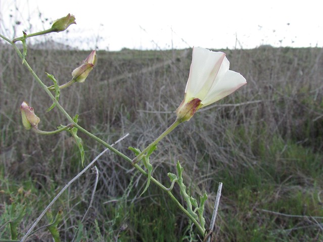 Convolvulaceae, Calystegia macrostegia ssp tenuifolia, San Diego Morning Glory