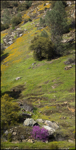 california flowers trees wild foothills flower tree rock landscape highway rocks hill el sierra poppy poppies bloom portal wildflowers sierras mariposa blooming 140
