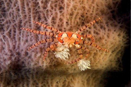 Isola di Komodo - Indonesia