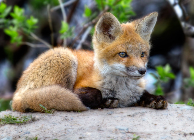 Renardeau - Fox cub
