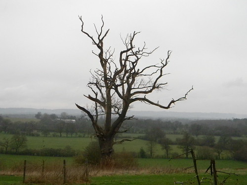 Staghorn tree, Eden valley Cowden to Hever