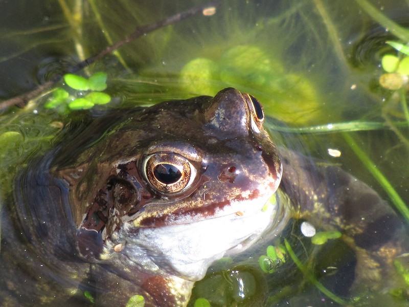 Common Frog at Market Weighton on 10/03/2012.