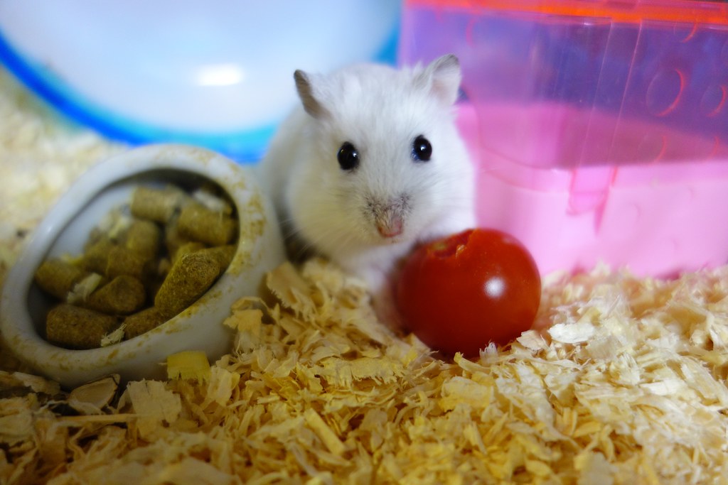Fresh Food For Dwarf Hamsters Fresh Food For Dwarf Hamsters
