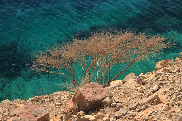 lonesome bush at emerald desert fjordlands, Musandam, Oman