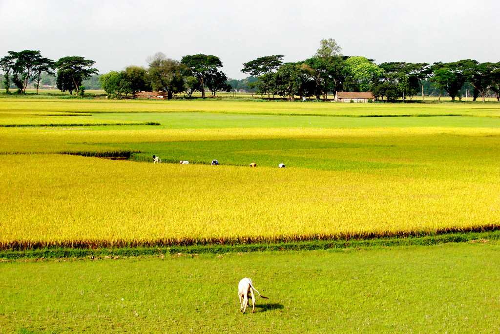 The Golden Harvest : Burdwan District, West Bengal ,India.… | Flickr