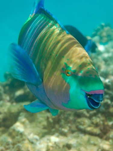 Polinesia