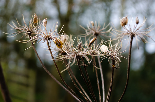 Last year's umbellifer with seeds