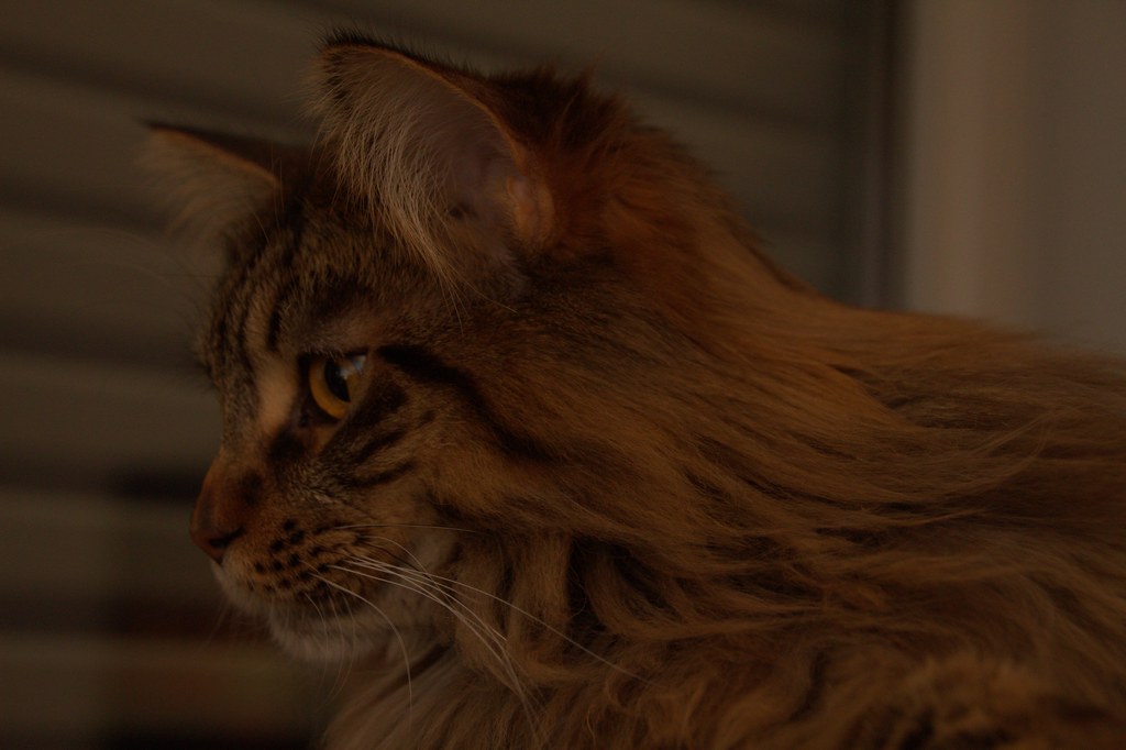 kirkland cat food and 14 maine coon cat mancunian cat