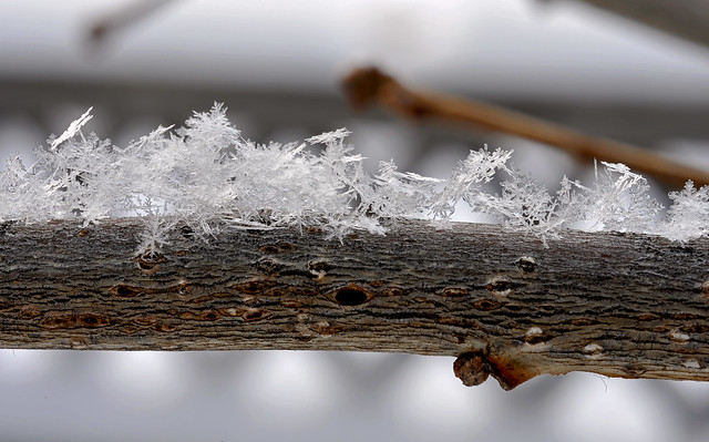 Snow dendrites on a branch
