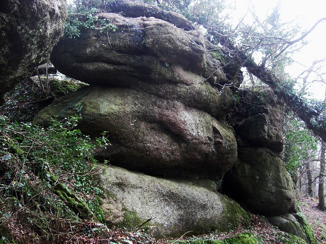 Rock Copse (South Tor) East Dartmoor SX 8157 8036
