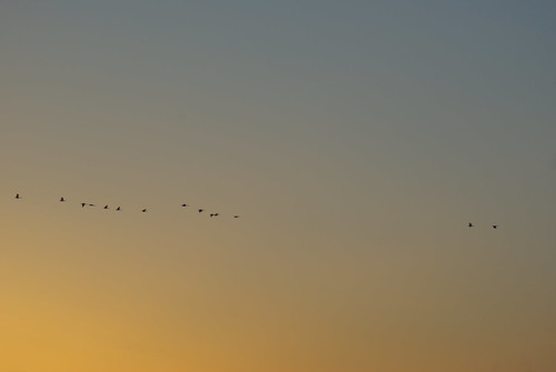 morning blue orange sunrise geese soft driving flock commute sooc justpentax