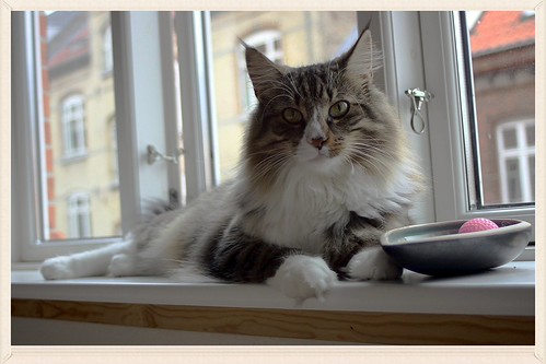 Findus Windows | by FINDUSFELIX
