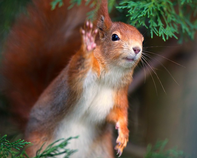 High Five Squirrel!