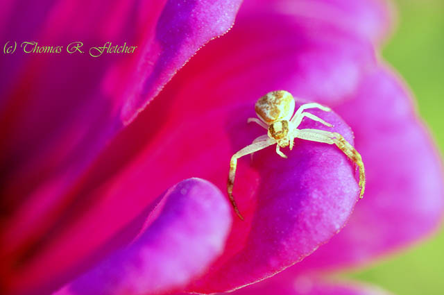 Crab Spider