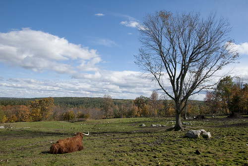 pictures new tree fall me colors leaves animal digital photography cow photo nikon rocks village looking view hill maine picture horns down hills foliage highland changing pasture photograph gloucester shaker d200 laying greken1
