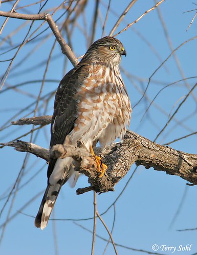 Sharp-shinned Hawk | by Terry Sohl