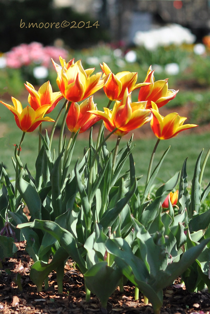 Lily Flowering Tulip Ballade Dream Lily Flowering Tulips Flickr