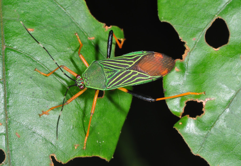 Pretty leaf bug (Coreidae)