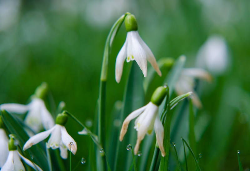 Snowdrops, going over