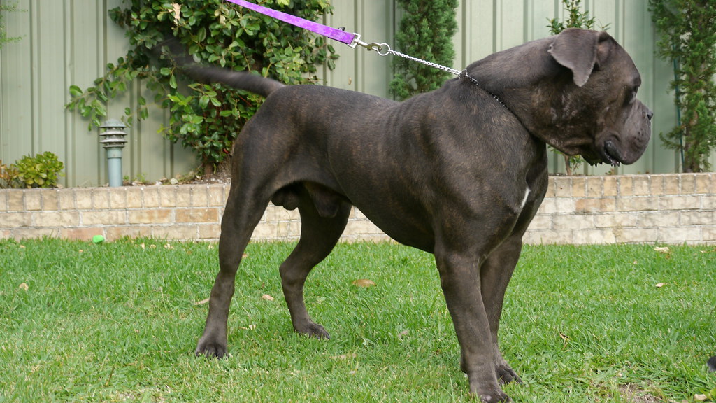 Top 20 Most Dangerous Dog Breeds to Humans in the World  cane corso dog