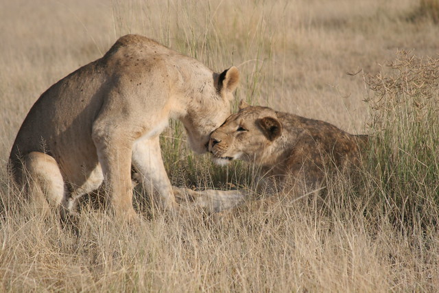 Lions in Amboseli