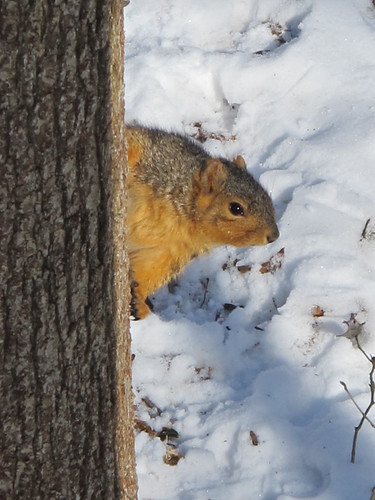 He came closer to the rest of the squirrels. | by sdusbiber