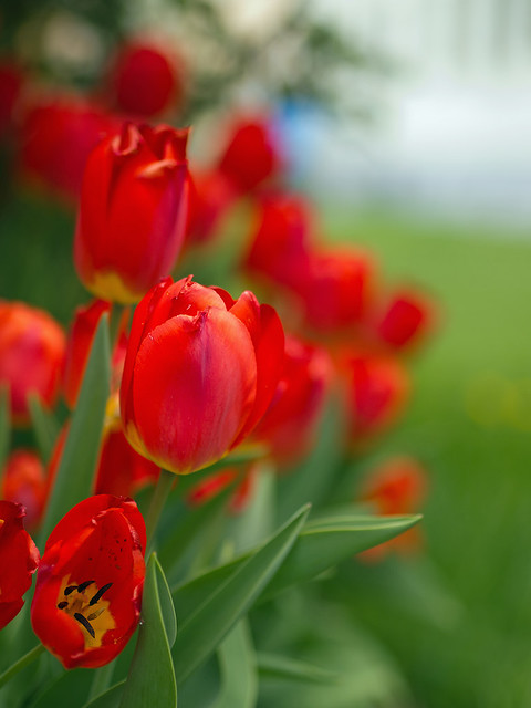 Tulpen Rot