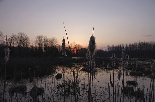 sunset sun evening march newjersey nj roosevelt cattails swamp setting bog wma assunpink pentax15mmlimited