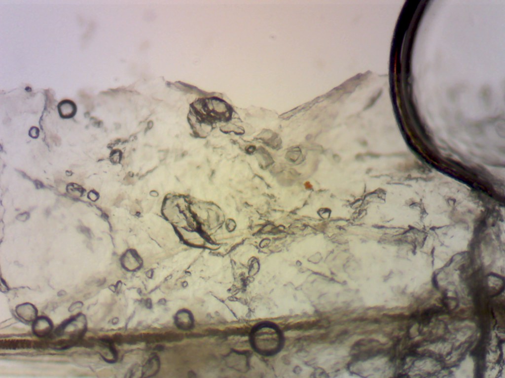 Dry skin and hair from the dog at 60x Dry skin and hair fr… Flickr