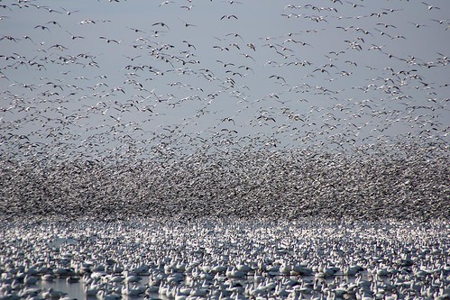 sunset sunrise geese flock ducks atlantic migration waterfowl blackwater hdr eastcoast flyway snowgeese nwr primehook