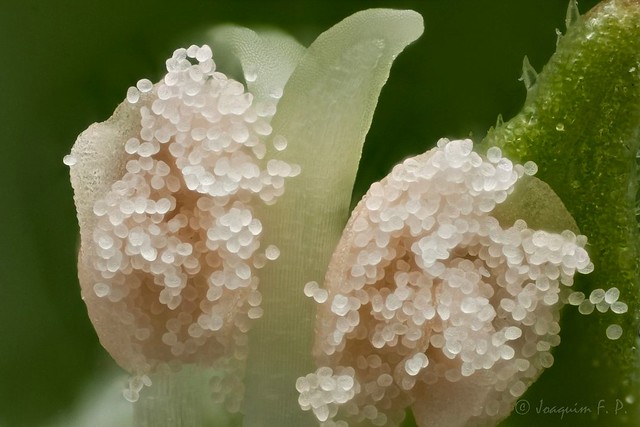 Detalles de una flor de albahaca