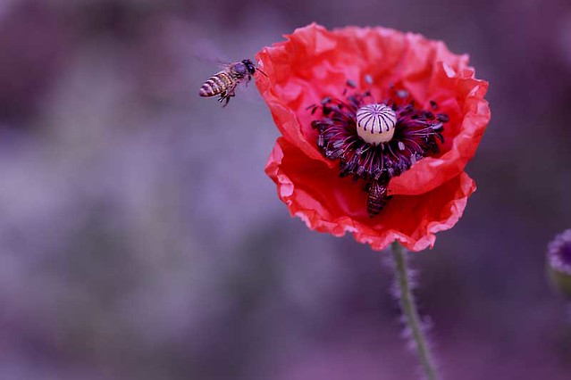 Poppy and Bee