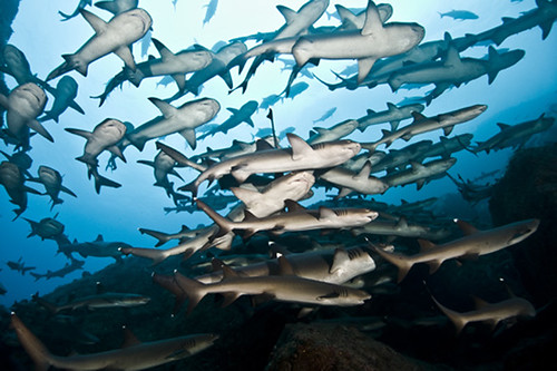 Cocos Island