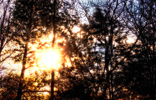 morning trees nature beauty sunshine sunrise newday riseandshine