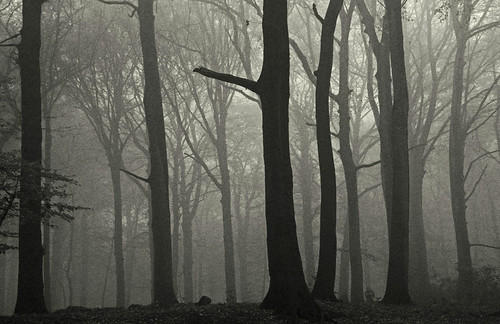 wood autumn blackandwhite bw mist holland tree nature netherlands fog canon landscape eos blackwhite woods day nederland denhaag boom bos landschap clingendaal “flickraward” flickrhivemindgroup