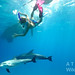 Bimini – hrátky delfínů a dětí pod hladinou, foto: Atmoji ©WildQuest