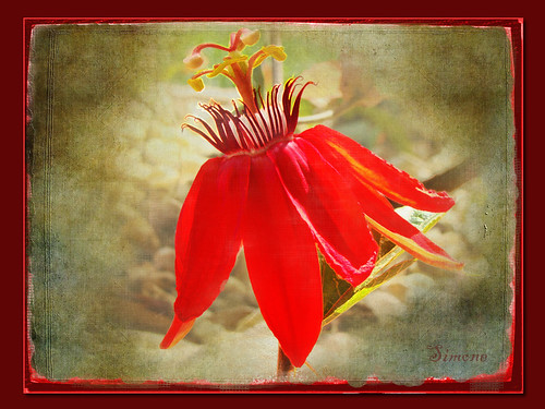 red flower macro texture nature photoshop garden digitalart vine frame passion passiflora passiflore lenabemanna