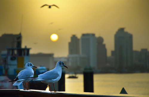 sunset bird creek sunrise nikon dubai gull ngc kuwait 18105 دبي نورس خور flickraward d7000 flickrtravelaward