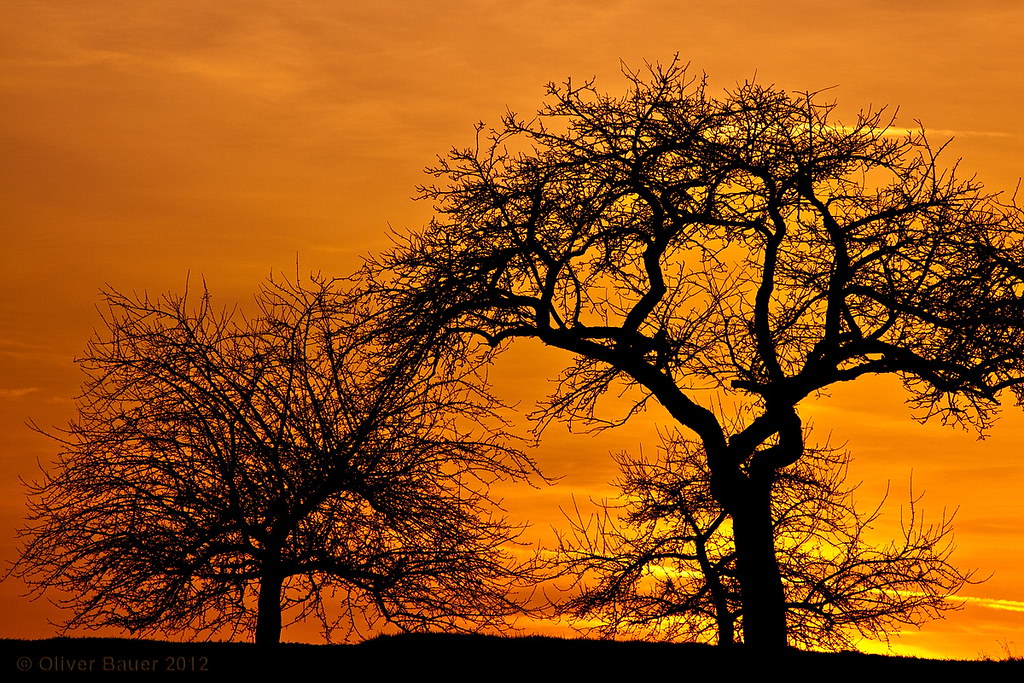 trees #1 | Flickr