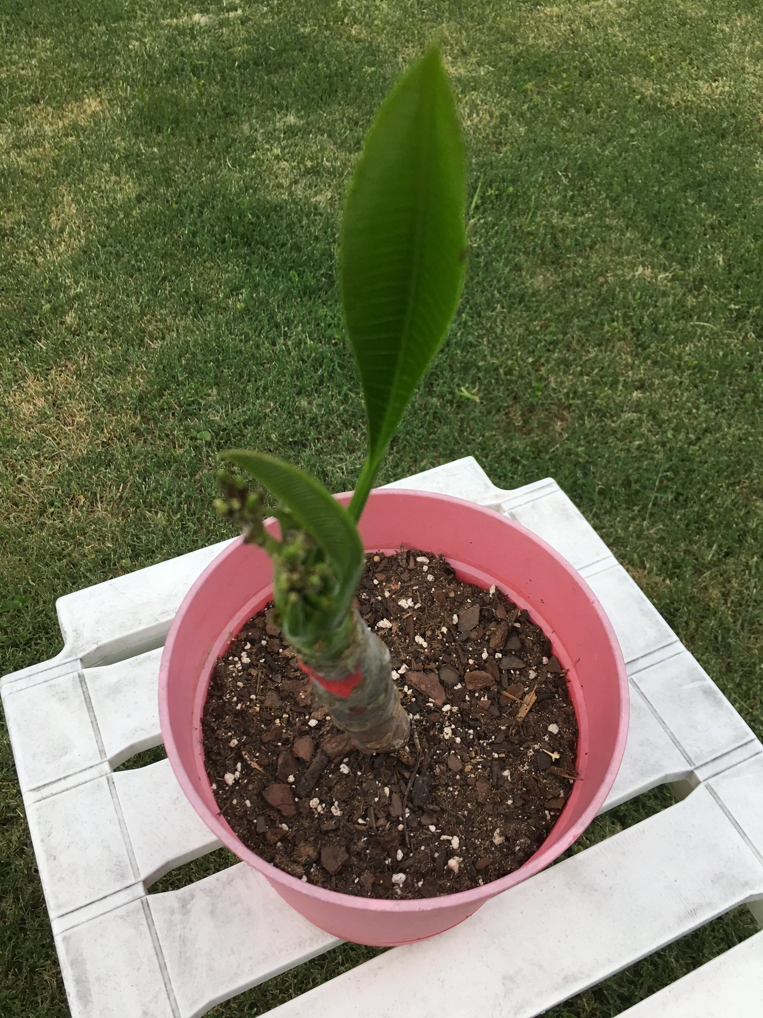 Not just a stick, graduated to plant status.