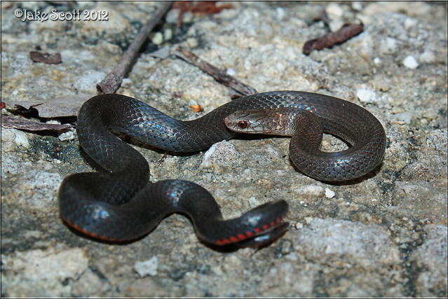 Key Ringneck Snake (Diadophis punctatus acricus)
