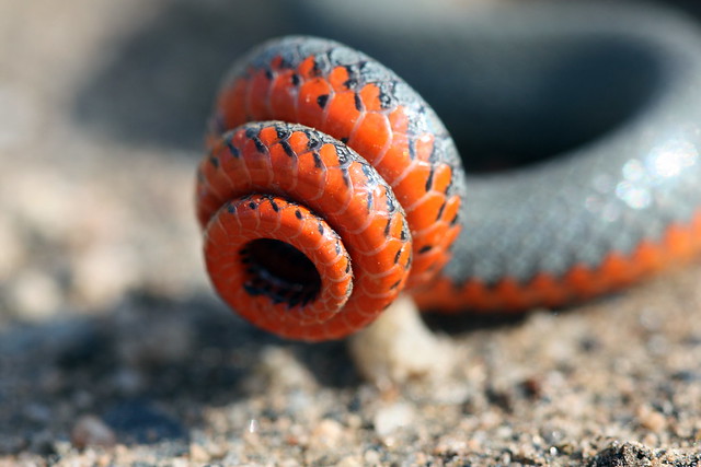 san bernardino ring-necked snake