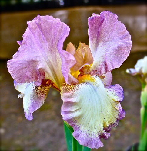 Bearded Iris . | by Fijgje On/Off