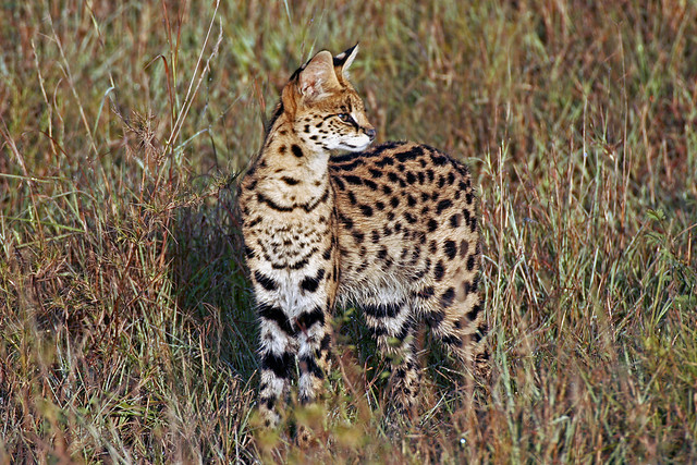 Serval in the Morning  III
