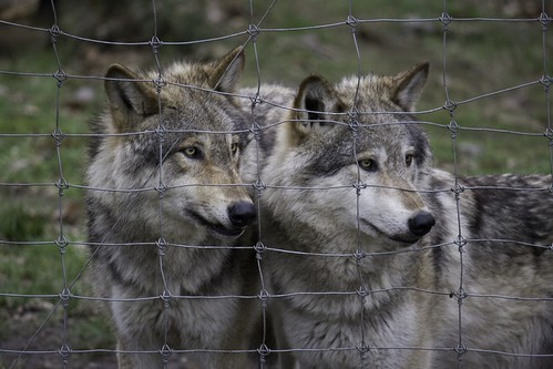 Wolves | by photographybyemz