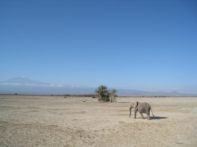 Landscape Lone Elephant Amboseli Reduced to Dust East Africa Three year Drought Kenya 2009